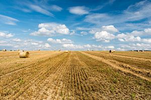 Yellow wheat fields and green surroundings on rural farmland van Werner Lerooy