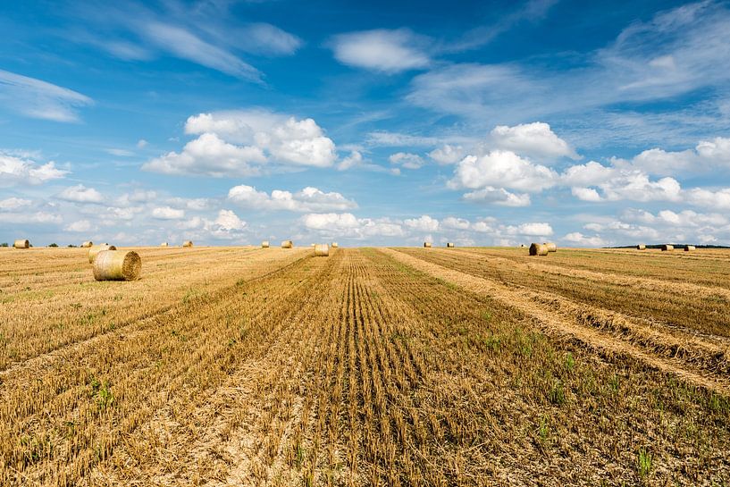 Yellow wheat fields and green surroundings on rural farmland by Werner Lerooy