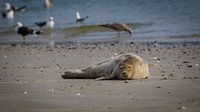 Zeehond op strand Noordzee