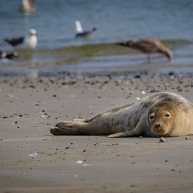 Zeehond op strand Noordzee van Randy van Domselaar