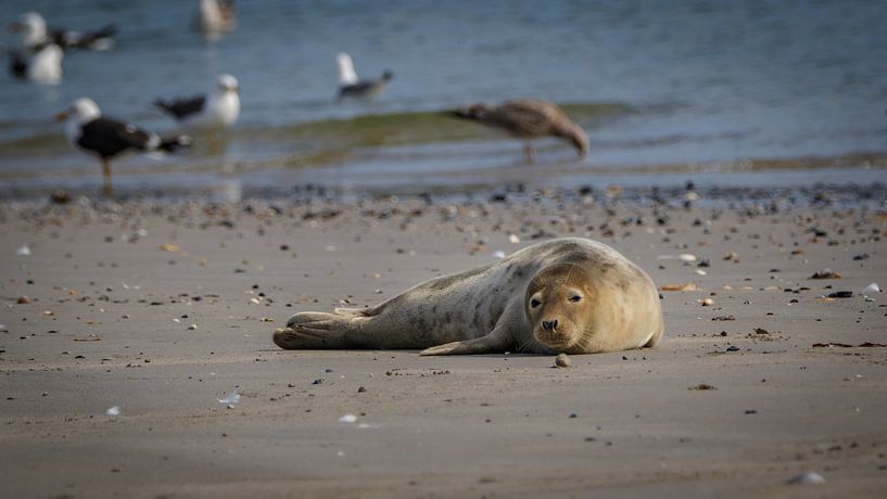 Zeehond op strand Noordzee par Randy van Domselaar