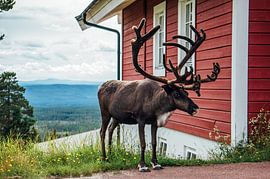 Im schwedischen Idre Fjall kann man einem Rentier von Angesicht zu Angesicht gegenüberstehen von Yvonne Ten Bruggencate