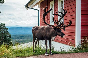 Stand face to face with a reindeer at Sweden's Idre Fjall too by Yvonne Ten Bruggencate