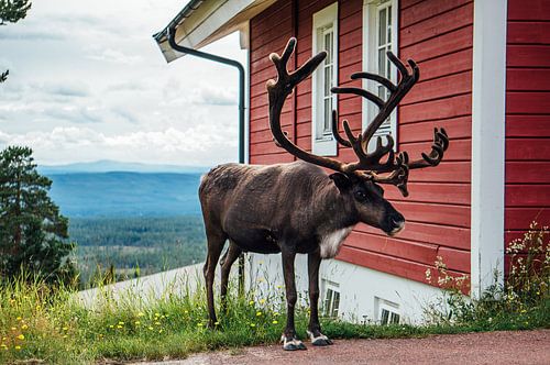 Stand face to face with a reindeer at Sweden's Idre Fjall too