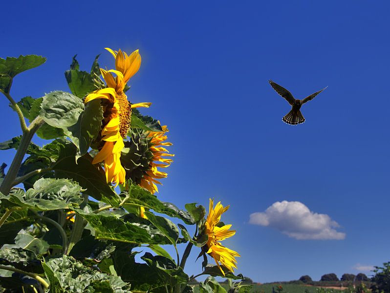 Tournesol avec un rapace par Edgar Schermaul