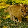 Lion cub explorer (Photo painting) by images4nature by Eckart Mayer Photography