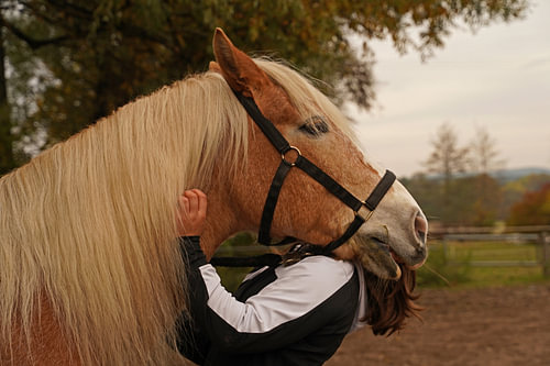 Fotoshoot met lichtbruine Haflinger met beige manen