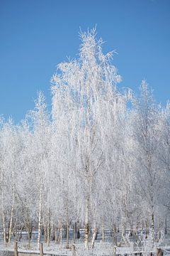 Winterlandschaft mit Schnee und Reif bedeckten Birken von Martin Köbsch