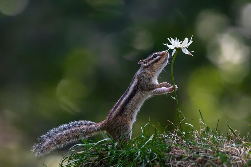 Siberian ground squirrel smells like a flower. by Albert Beukhof
