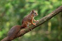 Eichhörnchen im Wald