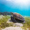 Een zeeschildpad die aan het genieten is van de zon tussen het zeegras van thomas van puymbroeck