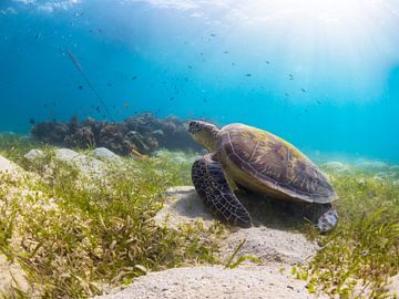 Une tortue de mer profite du soleil parmi les herbes marines.