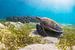 Une tortue de mer profite du soleil parmi les herbes marines. sur thomas van puymbroeck