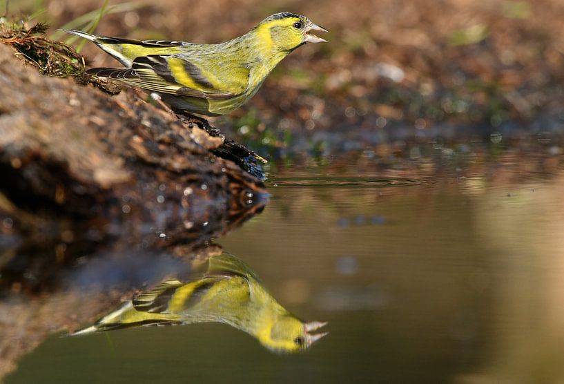 Sijsje by Ruud Scherpenisse