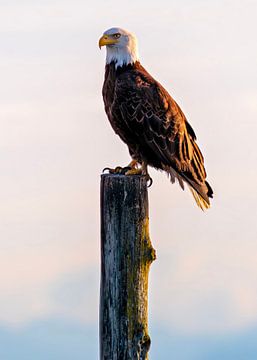 Bald eagle sitting on pole by Christa Thieme-Krus