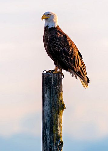 Bald eagle sitting on pole