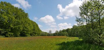 Hay meadows in the Oude Diep. by Wim vd Neut