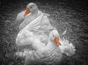 "Geese" (part 3) by Pascal Raymond Dorland thumbnail