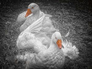 "Geese" (part 3)