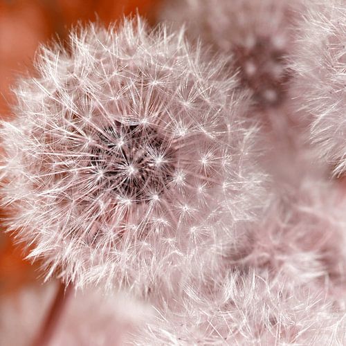 Zarte Pusteblume von Violetta Honkisz