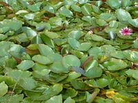 Waterlelies