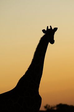 giraffe met zonsondergang van Ruben van de Zande