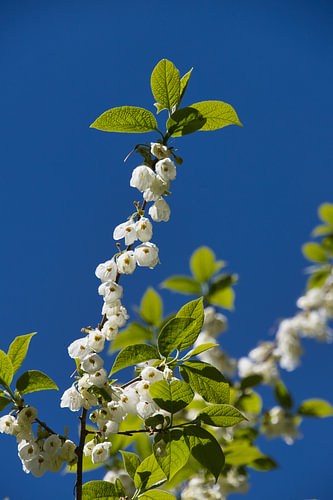 Weiße Glockenblume auf tiefblauem Hintergrund