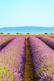 Lavendelblüte in der Provence an einem Sommermorgen von Sjoerd van der Wal Fotografie