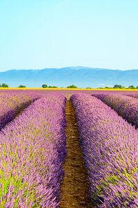 Lavendelblüte in der Provence an einem Sommermorgen