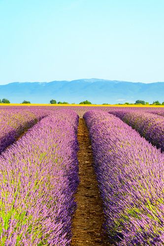 Lavendel in bloei in de Provence tijdens een zomerochtend