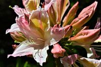 Bloemen in lente