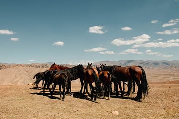 Pferde in Kirgisistan von Kimberley Jekel
