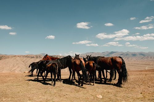 Paarden van Kirgizië