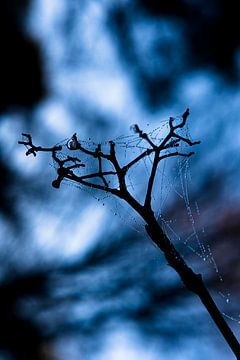 Druppels in spinnenweb van Joost de Groot