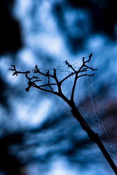 Tropfen im Spinnennetz von Joost de Groot