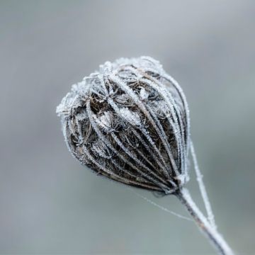 Uitgebloeide berijpte geraamte van een bloem van Anouschka Hendriks