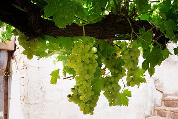 Weintrauben von Kristof Ven