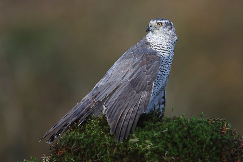 Northern Goshawk (Accipiter gentilis) by Ronald Pol