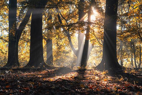 Lichtstralen in de herfst