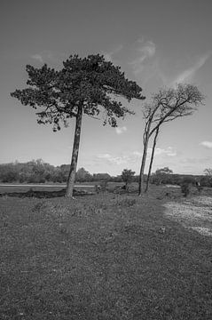 Kennemerduinen, Noord-Holland van Peter Bartelings