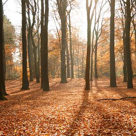 sunlight van Saskia Toonen
