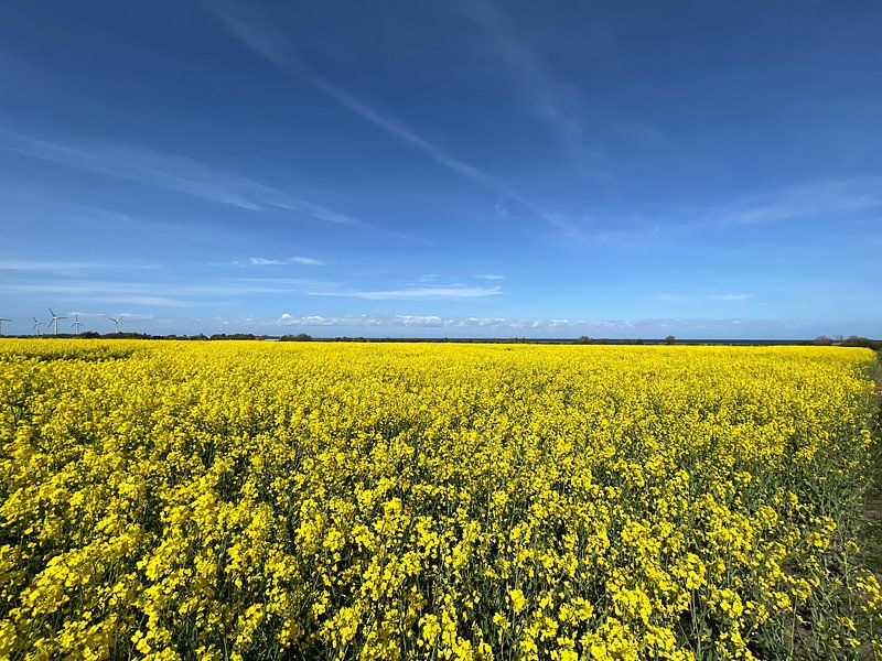 Rape blossom in May by Mika Stuke