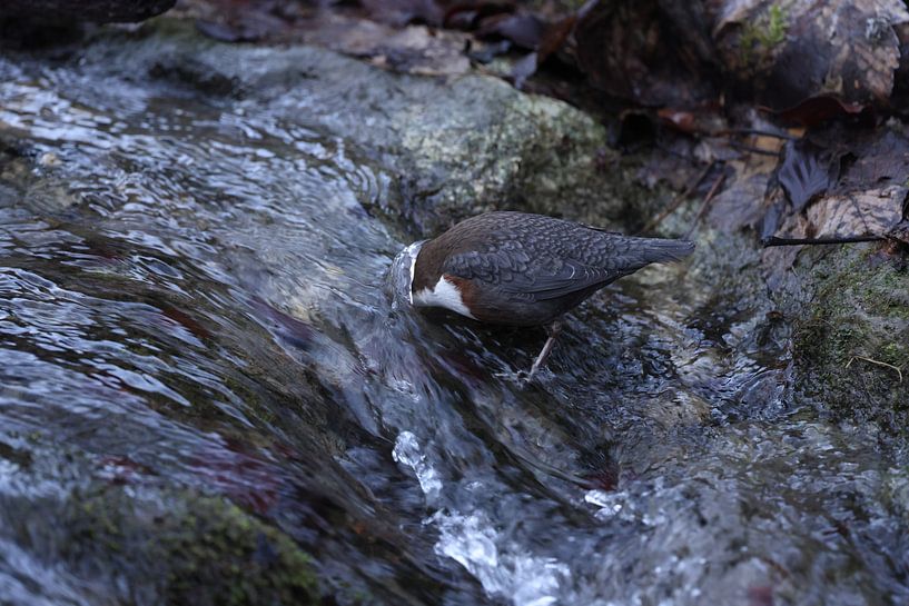 Cincle plongeur ou Cincle d'Eurasie (Cinclus cinclus) Germany par Frank Fichtmüller