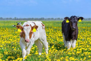 Zwei neugeborene Kälber stehen zusammen auf einer Wiese mit blühendem gelben Löwenzahn