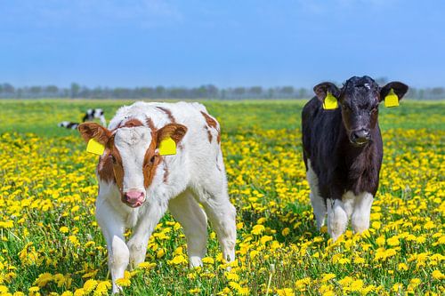 Two newborn calves stand together in meadow with blossoming yellow dandelions