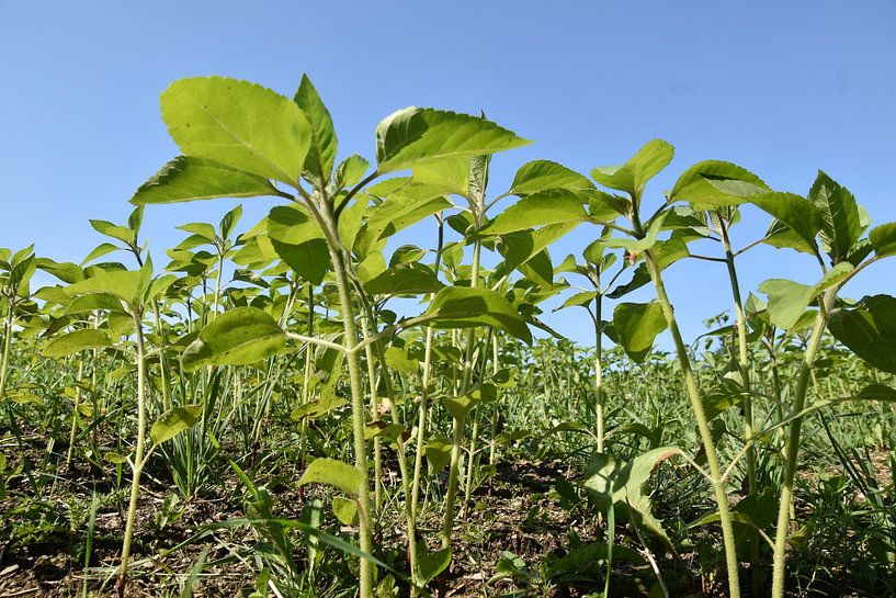 A field of sunflowers in spring by Claude Laprise