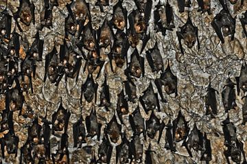 Vleermuizen in de grot Nepal, Pokhara: vleermuizen aan het plafond van de vleermuizengrot in de buur van Michael Semenov