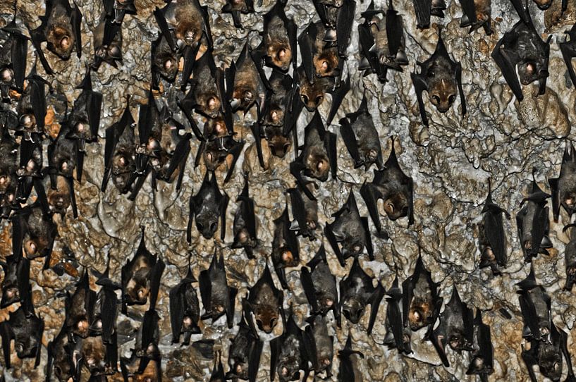 Vleermuizen in de grot Nepal, Pokhara: vleermuizen aan het plafond van de vleermuizengrot in de buur van Michael Semenov