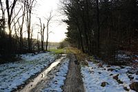 Wilde bos weggetjes 