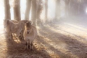 Pferde im Winter auf der Wiese im Nebel